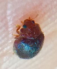 Rhyzobius lophanthae