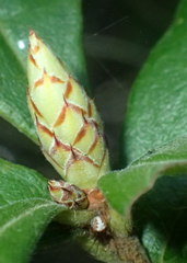 Rhododendron serrulatum