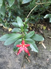 Escalloniaceae