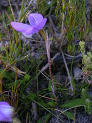 Disa schizodioides