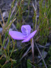 Disa schizodioides