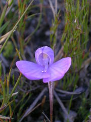 Disa schizodioides