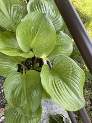 Proiphys amboinensis