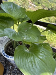 Proiphys amboinensis