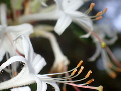 Rhododendron serrulatum