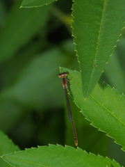 Agriocnemis pygmaea
