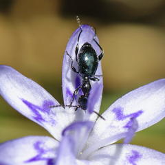 Anthelephila caerulea