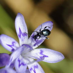 Anthelephila caerulea