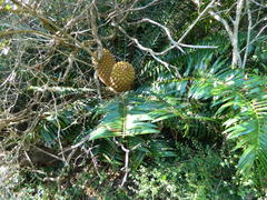 Encephalartos altensteinii