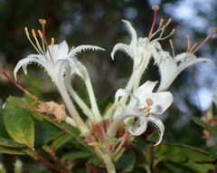Rhododendron serrulatum