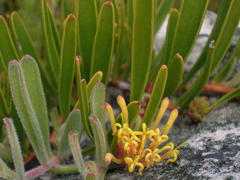 Leucospermum secundifolium
