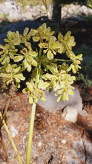 Angelica lineariloba