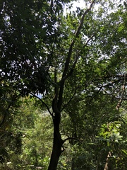 Ficus irisana