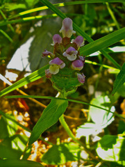 Prunella vulgaris lanceolata