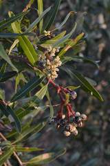 Ozoroa paniculosa