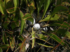 Protea pruinosa