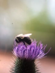 Melissodes desponsus