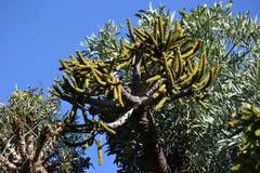 Cussonia transvaalensis