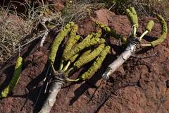 Cussonia transvaalensis