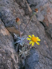 Senecio albifolius