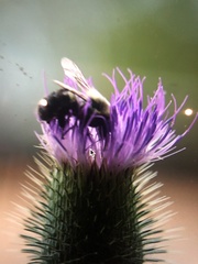 Melissodes desponsus