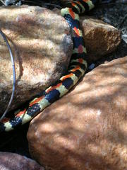 Homoroselaps lacteus