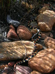 Homoroselaps lacteus