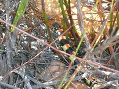 Homoroselaps lacteus