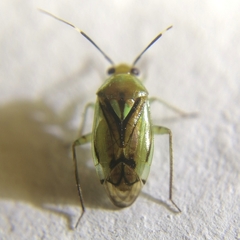 Proba vittiscutis