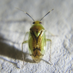 Proba vittiscutis