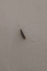 Ctenolepisma longicaudatum