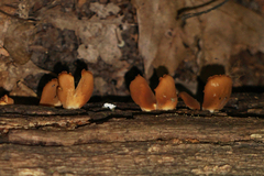 Dacryopinax elegans
