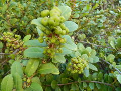 Maytenus procumbens