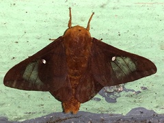 Anisota pellucida
