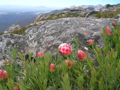 Protea venusta