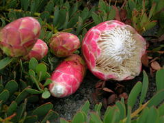 Protea venusta