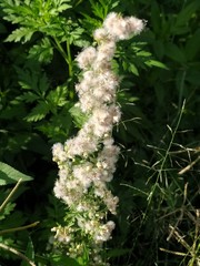 Erigeron variifolius