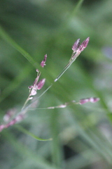 Eragrostis unioloides