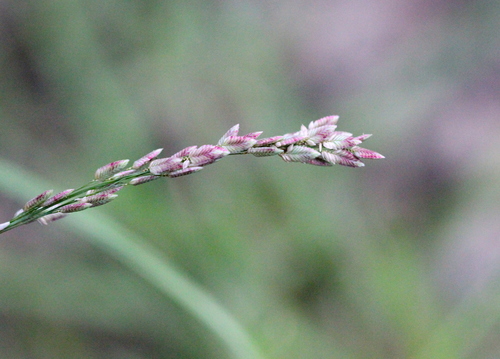 Image of Chinese Love Grass by no rights reserved