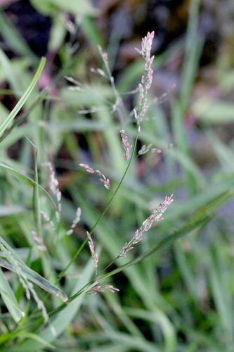 Image of Eragrostis unioloides by no rights reserved