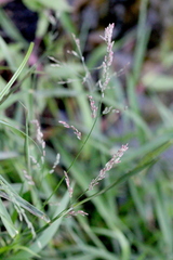 Eragrostis unioloides