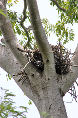 Zanthoxylum tsihanimposa