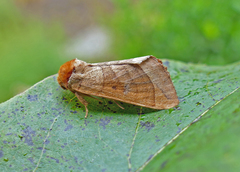 Datana major
