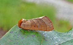 Datana major