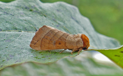 Datana major