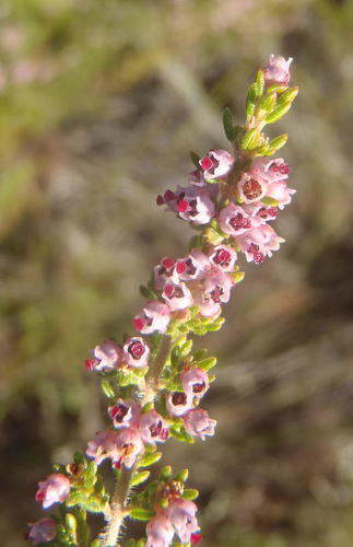 Variety Erica copiosa copiosa · iNaturalist United Kingdom