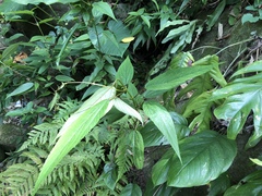 False Nettle (Boehmeria zollingeriana)