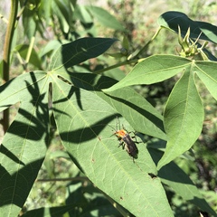 Chauliognathus obscurus