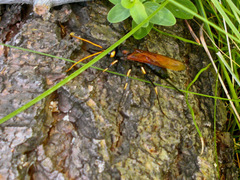 Urocerus californicus