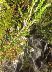 Erica inconstans